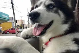 哈士奇被逼不停生娃，只能吃屎尿过活还要遭受毒打…还好遇见她图片