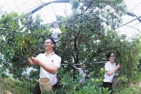 宁波大棚杨梅抢“鲜”上市图片