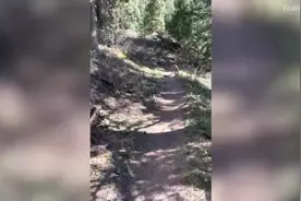 美徒步旅行者遇美洲狮尾随猛扑 后退着大声“讲道理”逃离图片