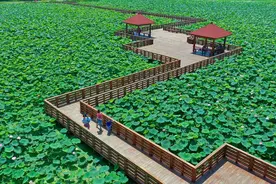 漳州有个荷花花海成热门打卡地图片