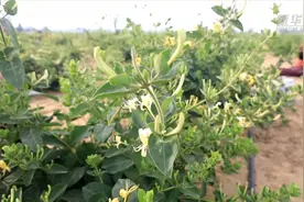 沙土地里长出“金银”花视频封面