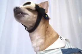 狗狗的告白视频封面