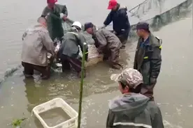 承包鱼塘9年拖欠租金4万，看法院如何腾退30亩鱼塘视频封面