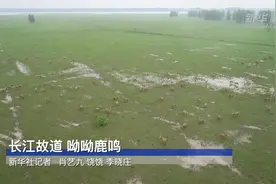 长江故道 呦呦鹿鸣视频封面