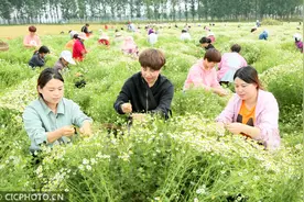 河南汝阳：洋甘菊托起乡村振兴致富梦图片