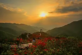 初夏浏阳大围山，漫山遍野怒放的杜鹃图片