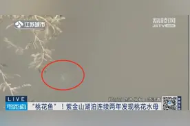 距今6.5亿年的活化石现身紫金山湖泊图片
