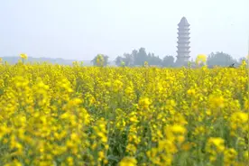 诗画山东｜油菜花海与舍利宝塔交相辉映，聊城临清新增一处“网红”打卡地图片