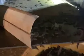 澳大利亚农民自制“捕鼠陷阱”成百上千只老鼠掉进水中淹死图片