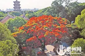 泉州开元寺内凤凰木花开正艳 火红夺目图片