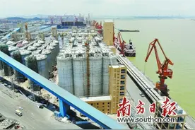 建设大湾区最大粮食码头图片