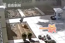 天天饭点来"取餐"！游隼三连杀捕鸡全过程被拍下图片