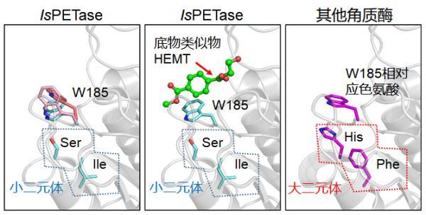 这种细菌为啥能“吃”塑料？科学家有了新发现