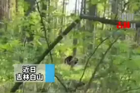 女子挖野菜遇黑熊 扔下背筐就跑，次日去找背筐在村口又发现一只小的图片