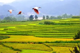 7000只朱鹮凌空舞：汉中40年拯救保护绘就生态美画卷图片