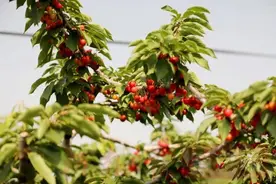 采摘正当时 荥阳市广武镇2200余亩樱桃已红图片