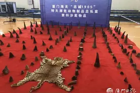 伏击“幽灵船”！案值1亿元！厦门海关破获特大犀牛角走私案图片