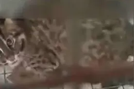 河南洛阳一养殖场现近百只保护动物豹猫，老板被警方控制视频封面