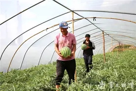 富源：多乐西瓜热销市场图片