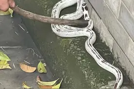 这里发现一条“外逃”蛇！民警暂时将其“收容”图片