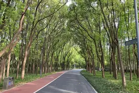 上海城区边缘隐藏的宝藏林地也是休闲娱乐好去处噢图片
