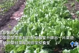 中国人为什么对种菜这么执着？图片
