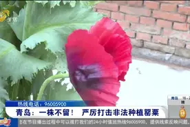 青岛一居民院内种植11棵罂粟，高约1.5米左右，民警依法全部铲除视频封面