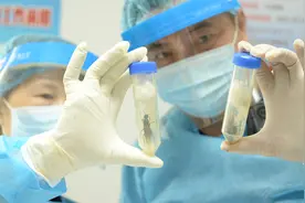 广州海关在进境快件渠道查获50只“巨人恐蚁”图片