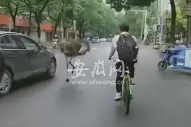 安庆街头惊现鸵鸟！狂奔20多公里后，累死了…图片