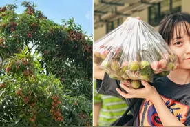 慕了！别人家的大学 10万斤荔枝免费吃图片