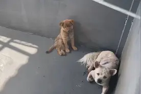深圳每年收治流浪犬近万只，记者带你看龙岗的收治中心长啥样视频封面