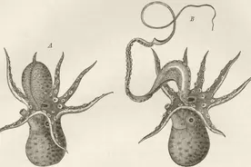 章鱼如何做爱？图片