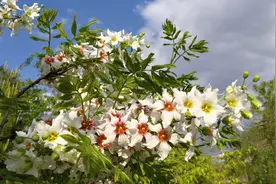 科普 | 园林网红文冠果图片