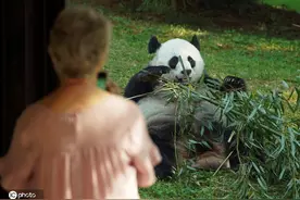 美国动物园重新开放 旅美大熊猫“美香”和“小奇迹”亮相萌翻游客图片