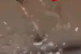 青海玛多7.4级地震致部分道路桥梁坍塌，尚无人员伤亡报告视频封面