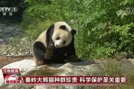 棕色的“七仔”、人工繁育的“四小只”……这里的大熊猫有点特别图片