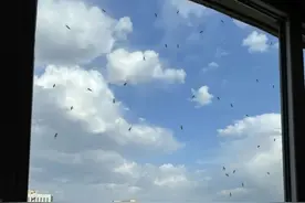 东胜区出现带翅膀大蚂蚁！是否咬人？回应来了→图片