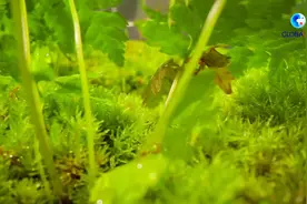 全球连线｜小小的苔藓 大大的世界