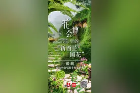 6株银蕨抵达花博会奥克兰花园，世博会之后游客再度见到新西兰国花｜魔都花语⑥图片