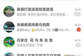 记者卧底调查：有人在网上这样贩卖野生鸟类图片