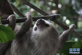 “我们的终极任务是帮助树懒重回树端”——探访哥斯达黎加野生动物救助站图片