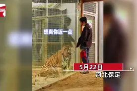 饲养员离职两年回动物园看望老虎，猛兽秒变热情活泼“小白兔”图片