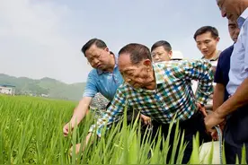 袁隆平在重庆的“稻田革命”！小山村成网红地图片