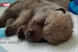 黑龙江省首只全人工饲养北极狼宝宝状态良好