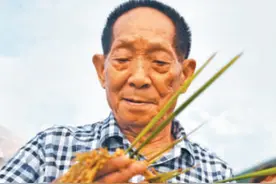 人民日报刊文追记袁隆平：一稻济世 万家粮足图片