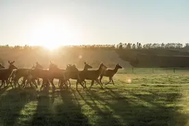 鹿肉怎么吃图片