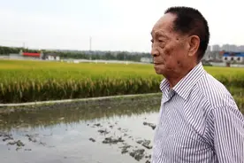 “杂交水稻之父”袁隆平：稻田里的“追梦人”图片