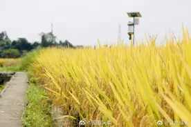你知道吗？袁隆平在成都有一片稻田图片