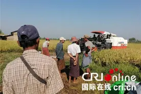 杂交水稻在缅甸让亩产翻番 已成为靓丽的中国名片图片