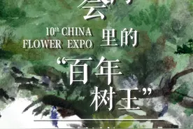 从上海园的百年树王到多个展区的珍贵盆景，它可能是花博园最常见的宝贝｜魔都花语⑦图片